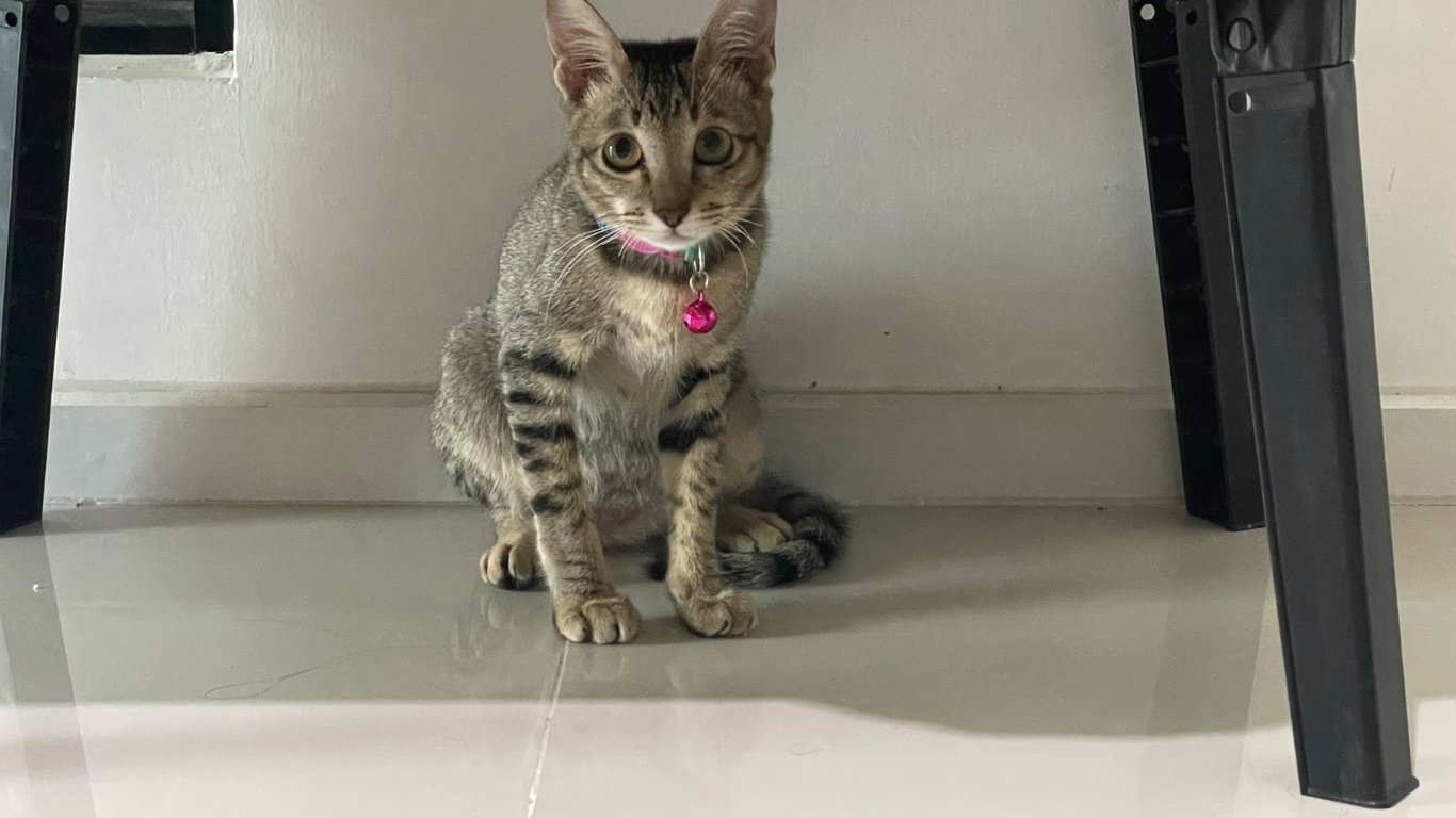 มีบุญ
