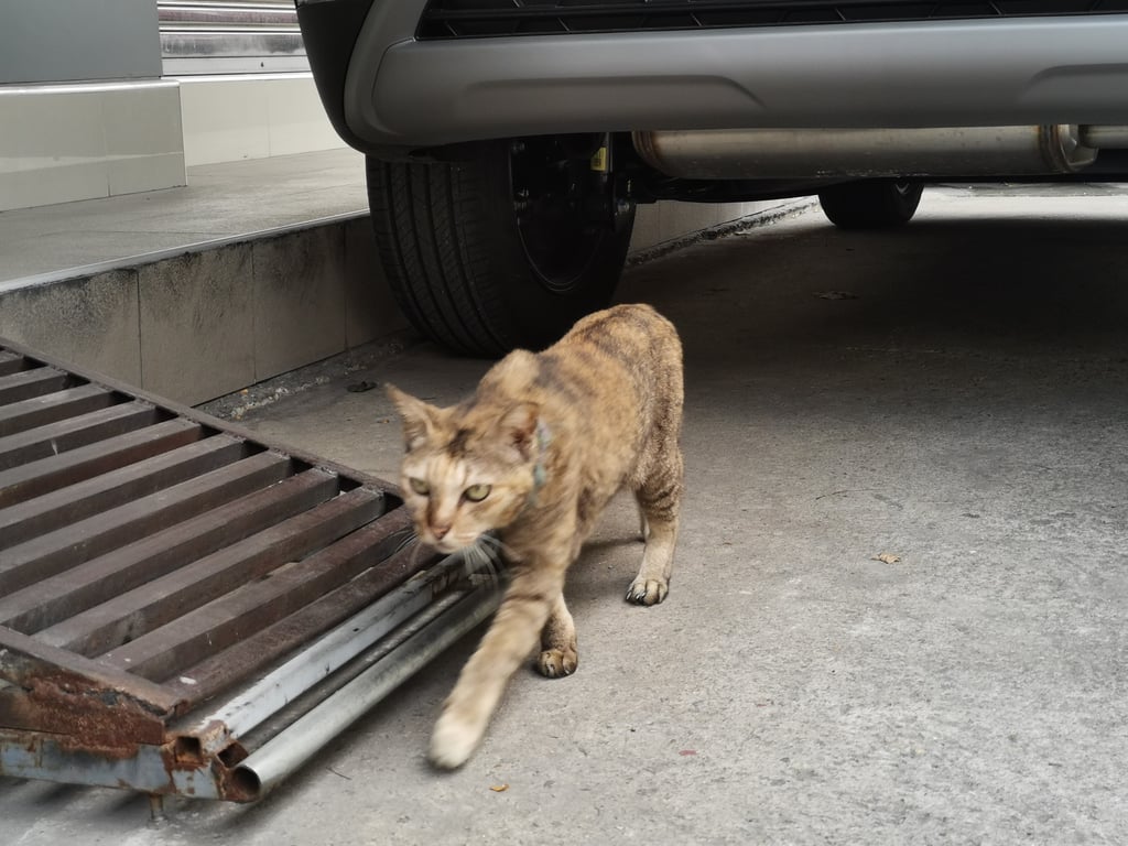 ตามหาเจ้าของแมว แมวหลงมานานหลายเดือนแล้ว กลัวคน ไม่ยอมให้จับ ตัวเมียสีเปรอะออกไปทางส้มๆ มีปลอกคอเก่าๆ สีฟ้า/ม่วง