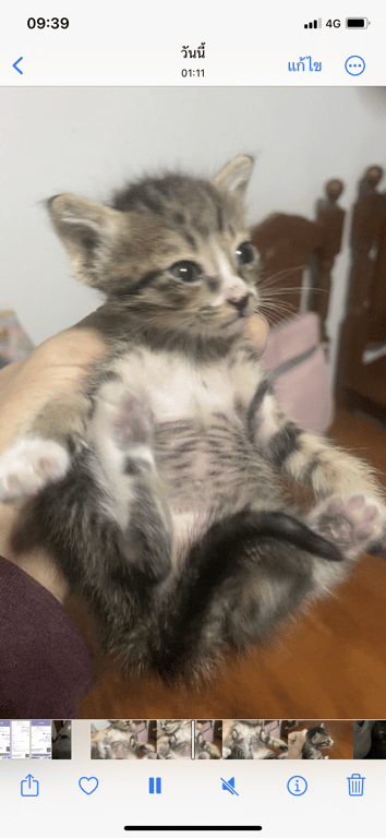 ตามหาเจ้าของแมว หาบ้านให้น้องแมว เจอน้องโดนทึ้งไว้กลางถนน น้องไม่กลัวคน ขึ้อ้อน