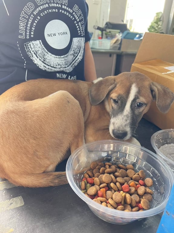 ตามหาเจ้าของหมา อายุ3-4เดือน หน้าด่างขาวดำน้ำตาล