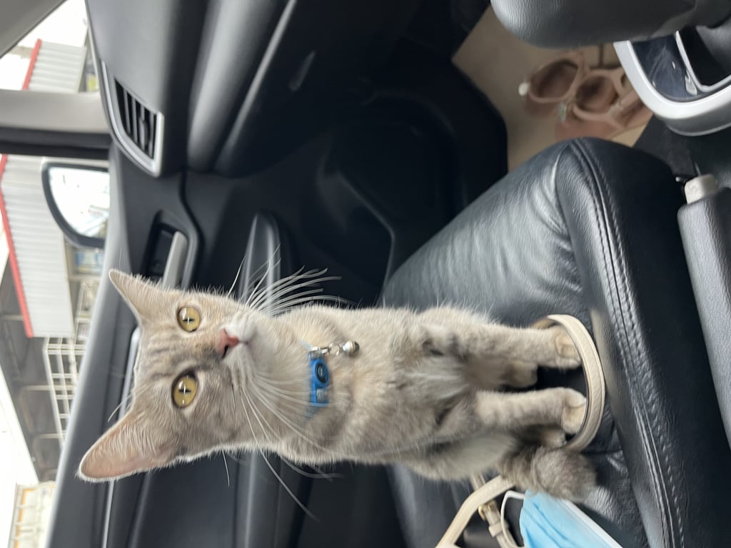 ตามหาเจ้าของแมว 