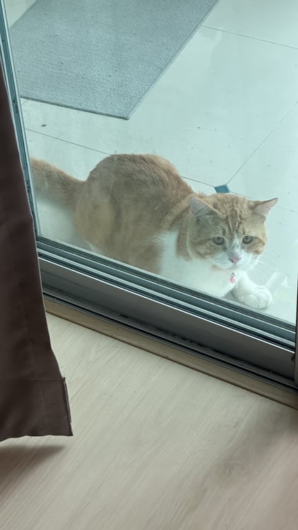 ตามหาเจ้าของแมว แมวโต เพศผู้หน้าตาหน่อมแน้ม เหนียงเยอะ ตัวอ้วน วิ่งไวยิ่งกว่าจรวด คุ้นคนแต่ไม่ให้จับง่ายๆหรอกนุด