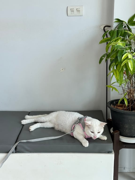 Just paws Pet clinic and Grooming