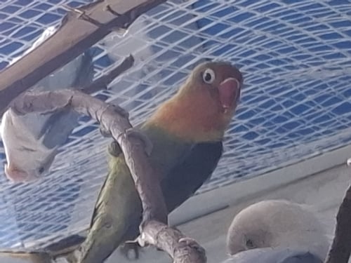 มีช่า