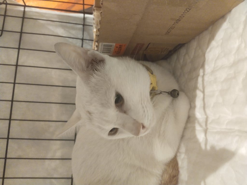 ตามหาเจ้าของแมว พบน้องแมวที่ท้ายซอยแสงชัย สุขุมวิท 38