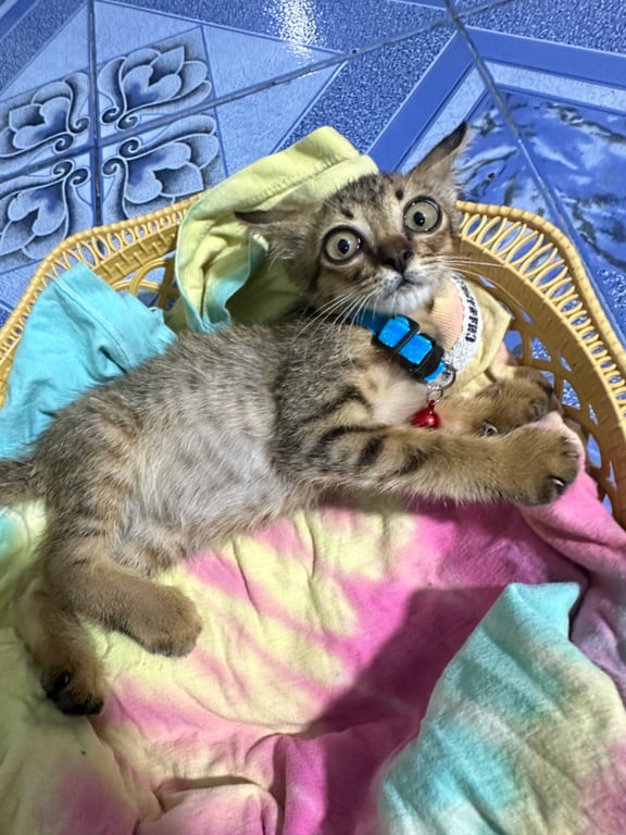 มีโชค