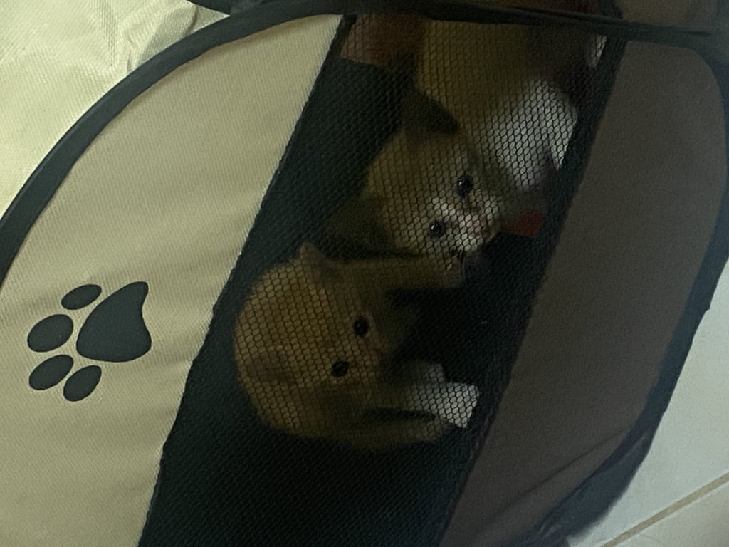 ตามหาเจ้าของแมว น้องเป็นลูกแมว น่าจะประมาณ 1 เดือน แมวเราไปคาบมาจากไหนไม่รู้ค่ะ 
ตัวแรกที่คาบมาเราไม่ทันรู้ตัว เห็นอีกทีก็โผล่มาอยู่ในบ้านแล้ว ส่วนตัวที่สองเราเห็นตอนเขากำลังคาบมาเลยค่ะ เลยได้รู้มาน้องมาได้ยังไง