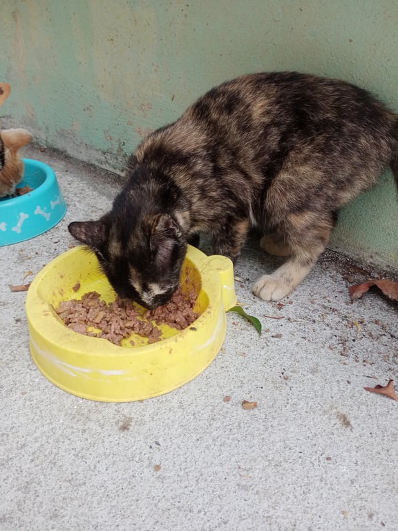 ตามหาเจ้าของแมว มีคนนำน้องมาปล่อย