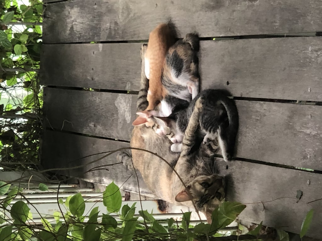 ตามหาเจ้าของแมว น้องเป็นแมวจรอยู่ที่ออฟฟิศครับ พอดีที่ออฟฟิศไม่สะดวกเลี้ยงน้องๆเท่าไหร่ครับ กลัวจะเข้าไปติดในซอกอาคาร แล้วเป็นอันตราย ใครสะดวกมารับสามารถมารับได้เลยครับ 

น้องมี สี่ตัวครับ
1. มีลายสามสีทัองขาว
2. ลายสลิด
3. ลายสีส้มท้องขาว
4. ลายสลิดออกสีเทาๆ ท้องขาวครับ

น้องๆน่ารักทุดตัวเลยครับ อยากหาบ้านดีๆ ให้น้องๆอยู่ครับ