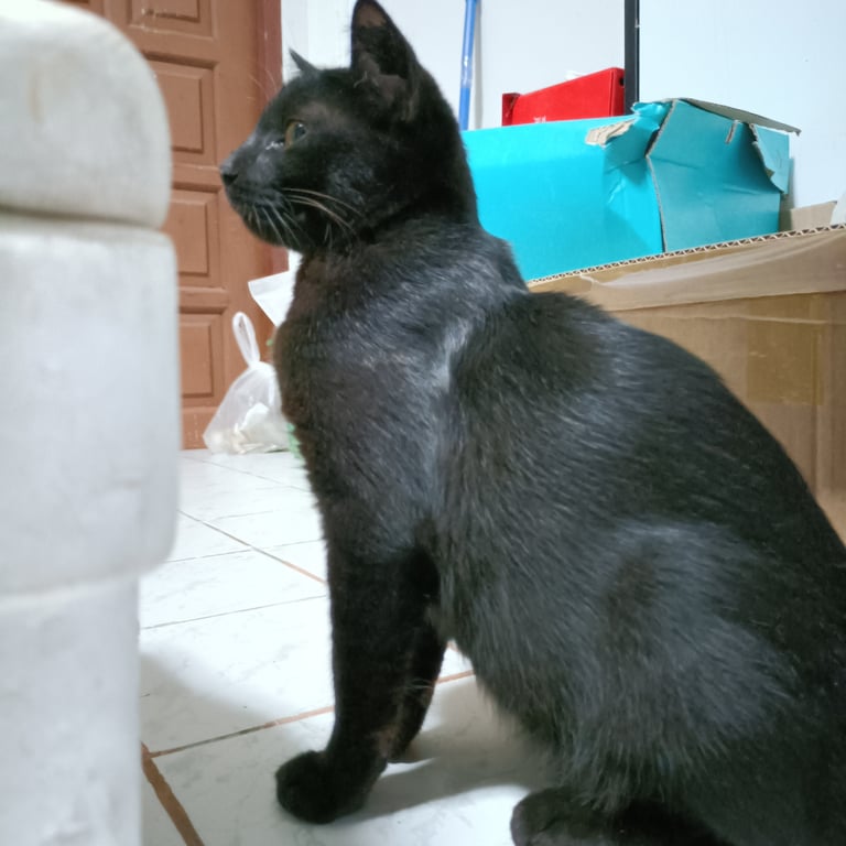 ตามหาเจ้าของแมว น้องเป็นแมวจรค่ะ มี2ตัว นิสัยขี้อ้อน