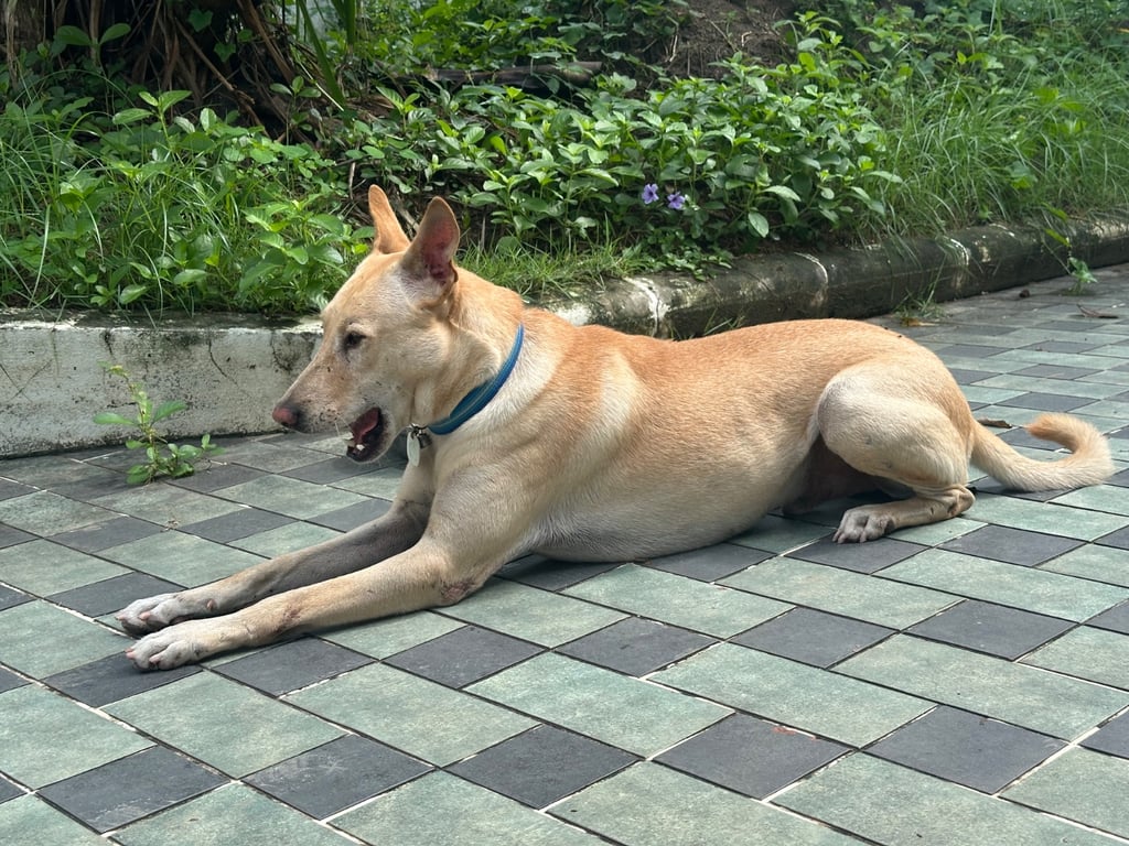 ครีม