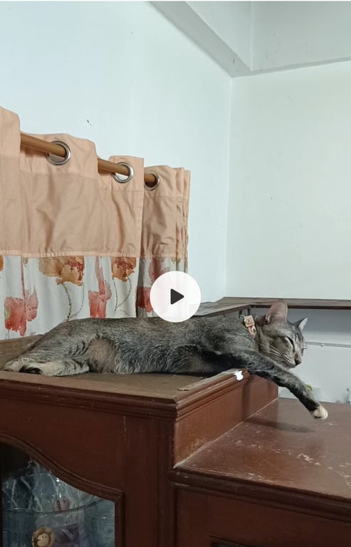 มีโชค