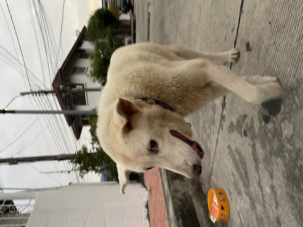 ตามหาเจ้าของหมา 📍 พิกัดหมู่บ้านเกื้อกูล 5แยกปากเกร็ด นนทบุรี

จุดเด่น
- (น่าจะ) ตัวเมีย
- ตัวสีขาวครีม
- มีเหนียงห้อยๆที่คอ
- ใส่ปลอกคอ2อัน
- ไม่ดุ ไม่เห่า ไม่กัด ค่อนข้างเชื่อง น่าจะหลงมาได้ไม่กี่วันนะคะ เพราะตัวน้องยังไม่มอมเท่าไหร่เลย
