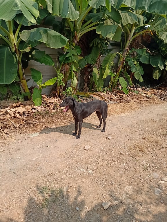 ตามหาเจ้าของหมา สีดำล้วน ใต้คอและท้องมีสีขาว และมีสีดำแซมเป็นจุดๆ