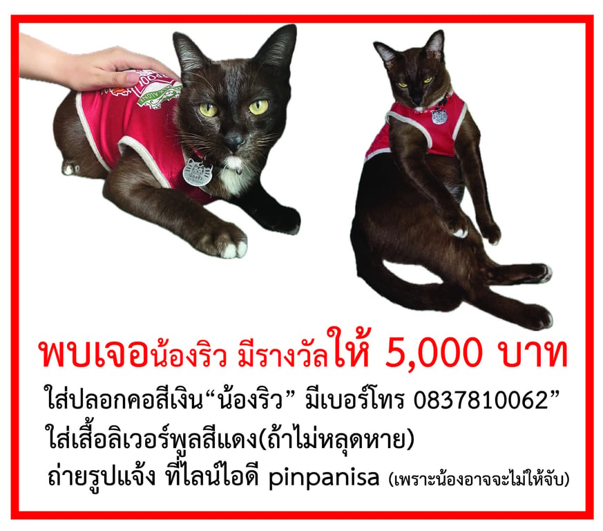 ริว