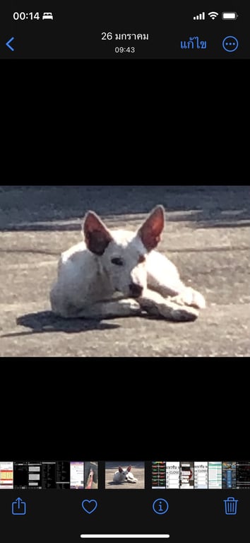 ตามหาเจ้าของหมา บริเวณซอยนาคนิวาส 46 ถนนลาดพร้าว71