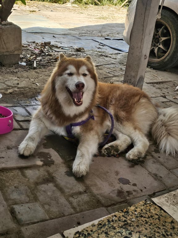 ตามหาเจ้าของหมา ตลาดปลา ฟิชวิลเลจ บ้านโป่ง