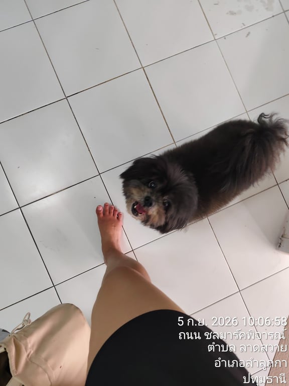 พลีโน่