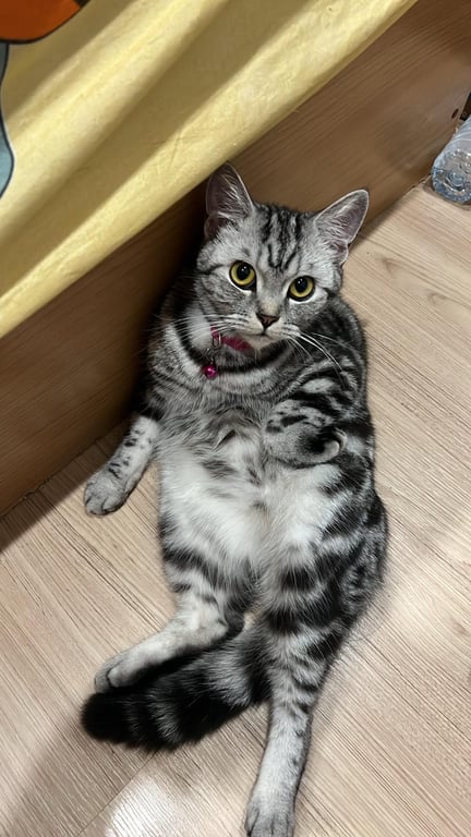 ไข่เจียว