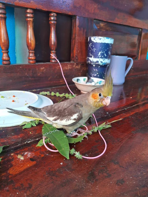 ซ่า