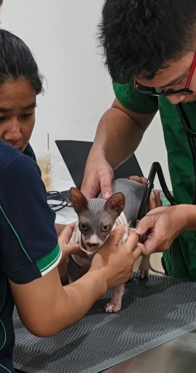 โรงพยาบาลสัตว์ไพรรัมภา Pyrumpa Animal Hospital