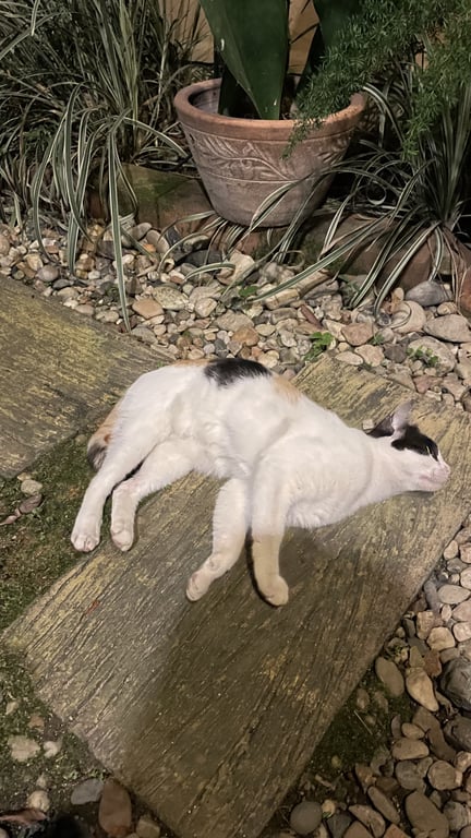 ตามหาเจ้าของแมว สามสี จ้ำม่ำ ขี้อ้อน