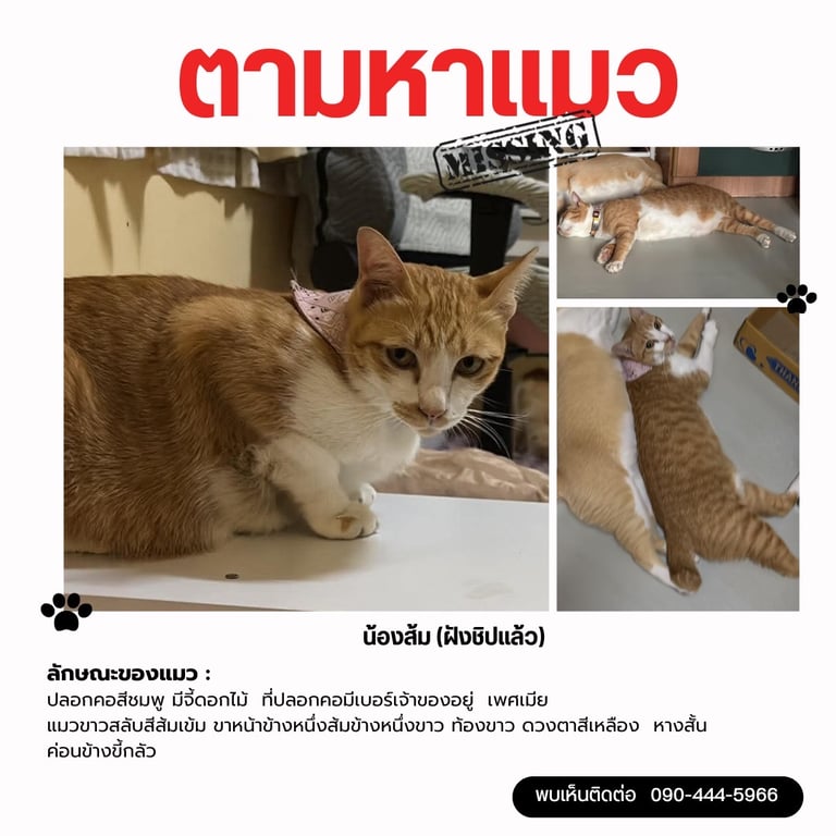 น้องส้ม