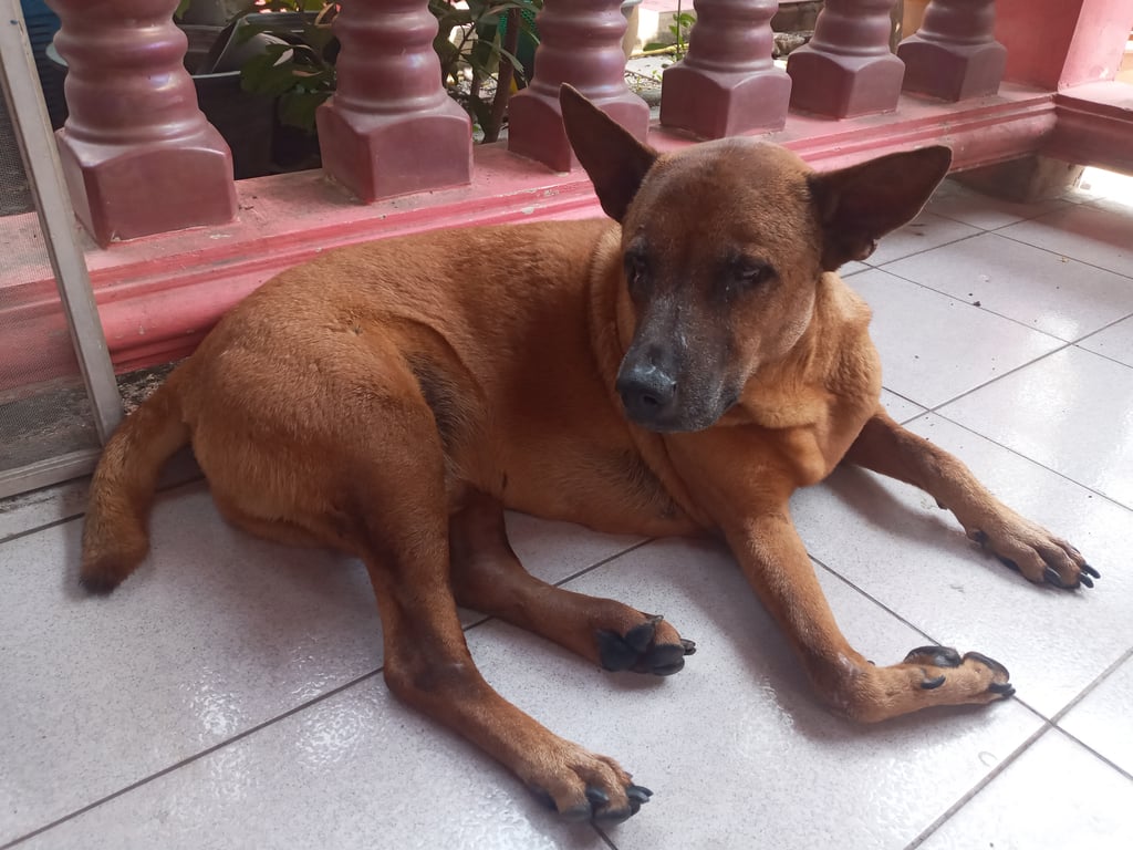 ตามหาเจ้าของหมา ทำหมันแล้ว รูปร่างใหญ่ เชื่องมาก ไม่ดุ ไม่มีฟันล่าง อายุมากแล้ว มีแผลที่ตาด้านขวา น้องไม่เห่าเลย เรียบร้อยมาก