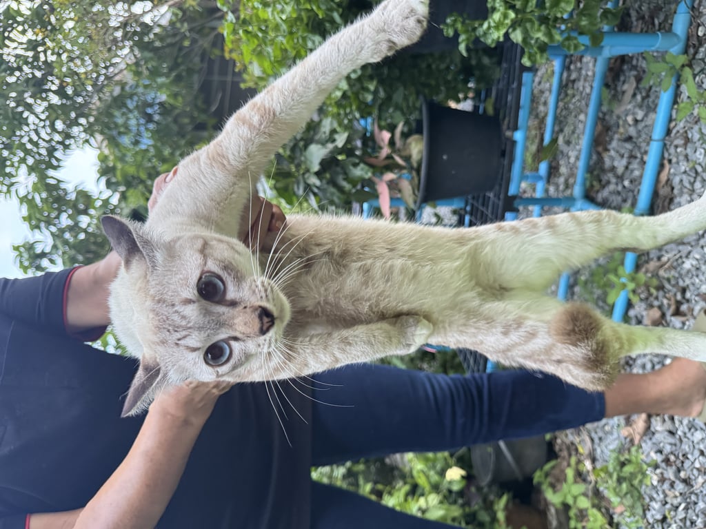 ตามหาเจ้าของแมว ตามหาเจ้าของแมว 
แมวใครหายไหมคะ  ?? มาที่บ้านได้ 2 -3วันแล้ว (ตั้งแต่ 21 กย 68) อยู่แถวศาลาธรรมสพน์   กรุงเทพ น้องน่ารักมาก อยากให้เจอเจ้าของ คิดว่าเจ้าของน่าคิดถึง และเลี้ยงน้องดีมากๆ คะ  น้องดูสุขภาพดี สะอาดมาก
** ใครคิดว่าเป็นเจ้าของ ติดต่อมาได้คะ ที่บ้านมีหมาหลายตัว