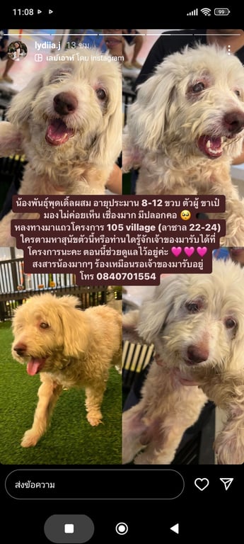 ตามหาเจ้าของหมา ขาเป๋