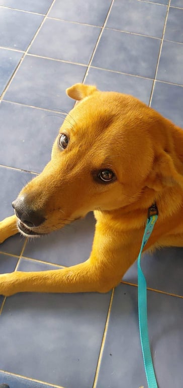 ตามหาเจ้าของหมา เป็นหมาจรค่ะ
นิสัยน่ารัก เชื่อง น้องเป็นหมาจรในหมู่บ้านค่ะ
ฉีดยา วัตซีนให้ครบ 
ทางหมู่บ้านจะแจ้งเทศบอลมารับตัวไป 
ซึ่งเราเองไม่สะดวกเลี้ยงน้องไว้ เพราะที่บ้านมีแมว5ตัว
ไม่สามารถอยู่ร่วมกันได้  ถ้ามีคนเมตตารับน้องไปเลี้ยง ติดต่อได้ค่ะ