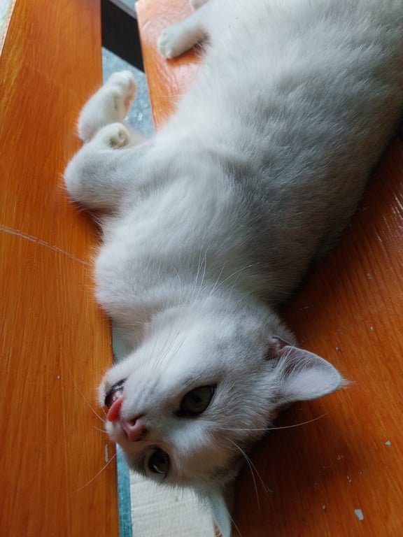 ปลาวาฬ