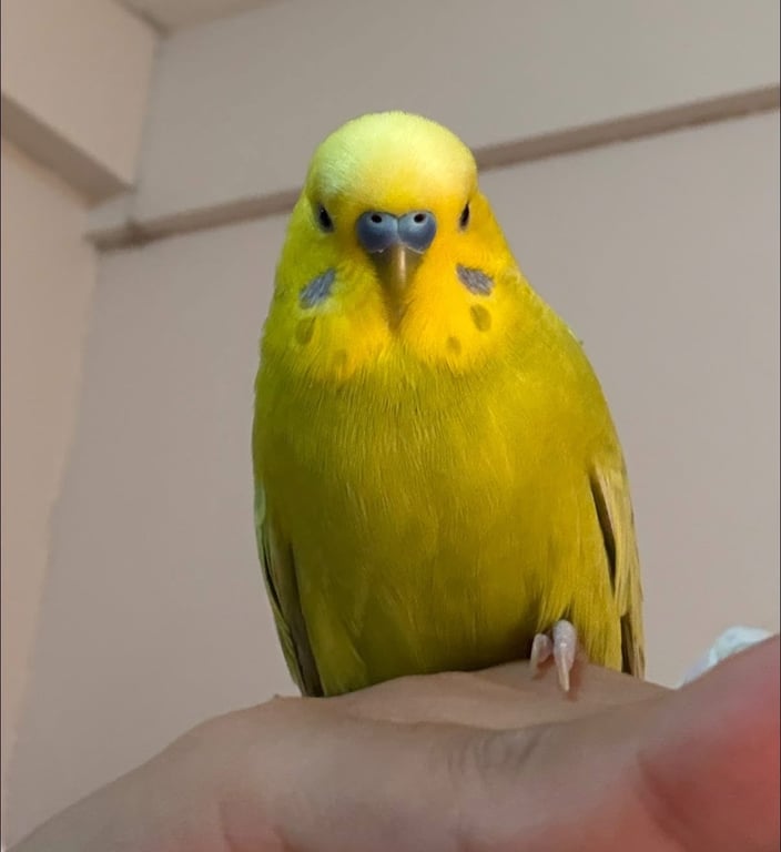 เลม่อน