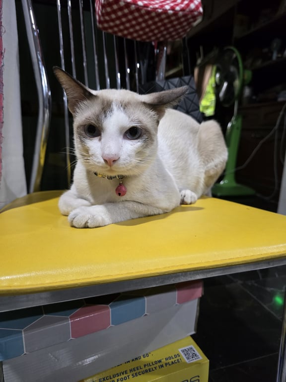 ส้มซ่า