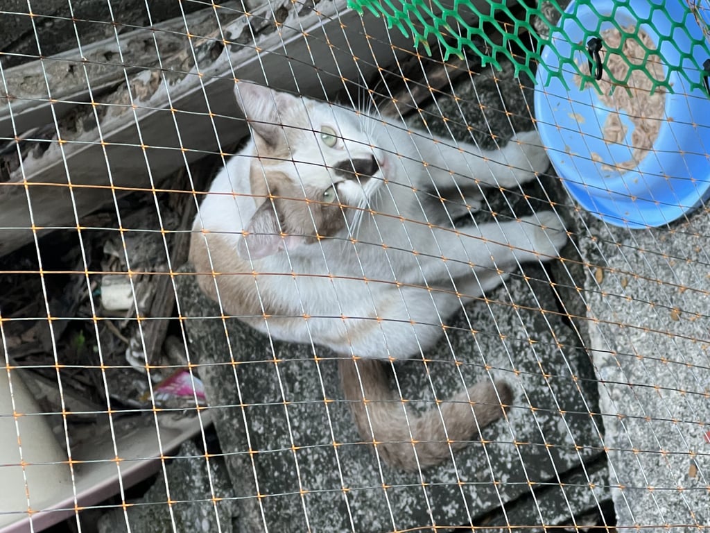 ตามหาเจ้าของแมว ตาออกสีฟ้าฟ้าตามรูปครับ