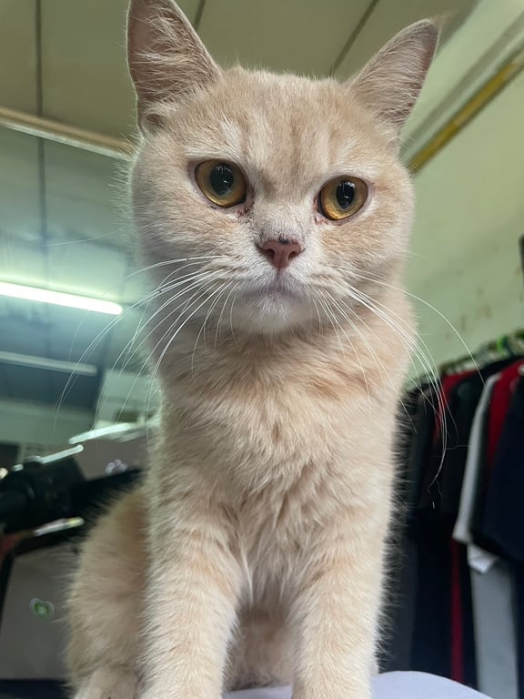 ถังถัง