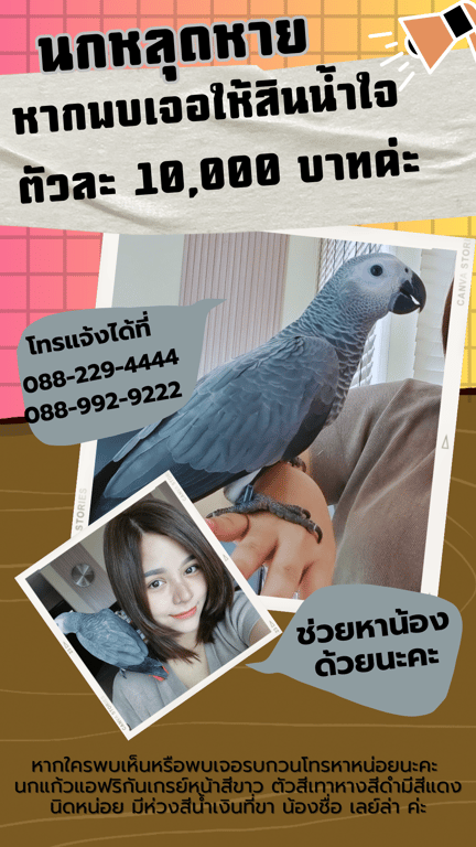 เลย์ล่า