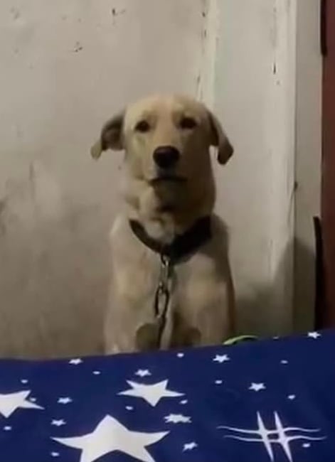 ลีโอ