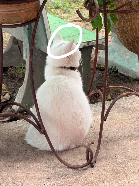 มีอา