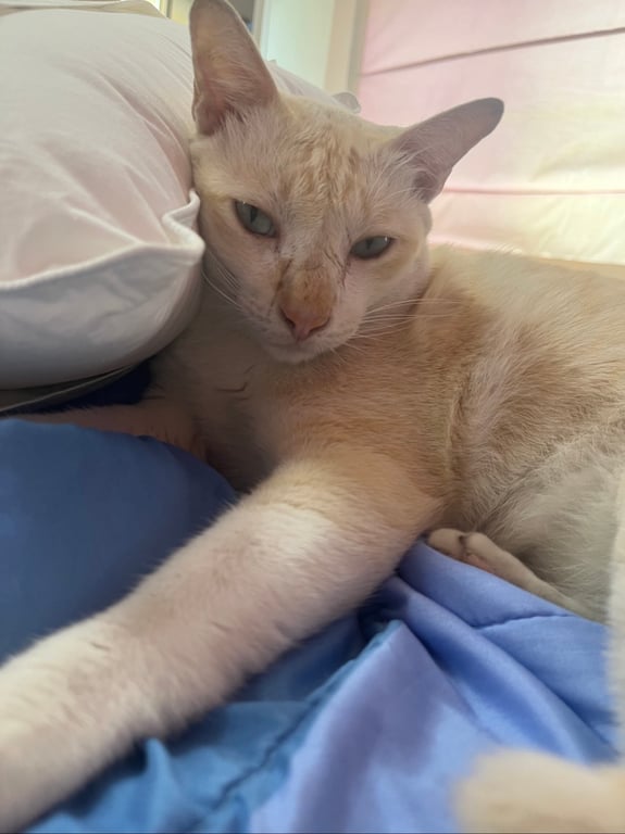 แป้งหอม
