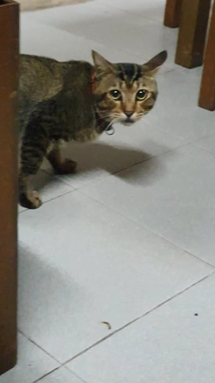 ตามหาเจ้าของแมว ลูกแมวใครหายบ้างคะ  เจอน้องวันนี้ที่บ้าน แถวโรงพยาดีบุก ตรงข้ามโรงเรียนขจรเกียรติคะ น้องเหมือนหลงมาจากบ้าน

ถ้าใครกำลังตามหาน้องติดต่อมาได้นะคะ
เนื่องจากน้องกลัวคน ทางเราเข้าใกล้ไม่ได้คะ ขอให้เจ้าของมาเจอน้องไวๆนะคะ
-น้องมีปลอกคอสีแดงดำ
-กลัวคน
-แมวลายปลาสลิด