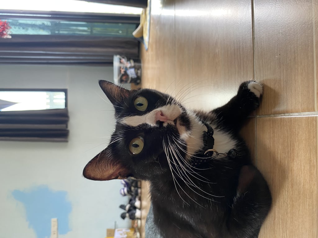 ตามหาเจ้าของแมว 🏠หาบ้านให้น้องแมว (น้องชื่อถ่านหินค่ะ เพศเมีย) น้องเป็นแมวจรที่คอยให้อาหารอยู่ แต่ต้องย้ายกลับบ้าน ไม่อยากทิ้งน้องค่ะ อยากให้น้องได้บ้าน (ไม่สามารถเอากลับได้เพราะที่บ้านมีน้องแมวแล้ว) 
🐱นิสัยน้อง : น่ารัก ขี้อ้อน ติดคน เรียกง่าย อยู่ง่าย กินง่ายติดบ้าน ขี้เล่น ไม่ดื้อ ชอบอยู่กับคนมากกว่าแมวด้วยกัน ชอบให้ตบตูด 
📌พิกัด : นิคมพัฒนา ซอย1 (ใกล้เคียงกับร้าน เคลิ้ม)