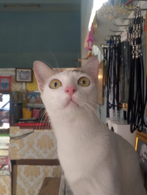 พลอย