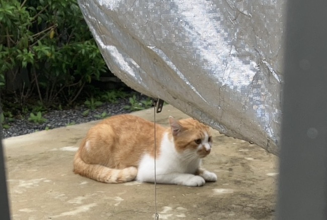 ตามหาเจ้าของแมว น้องหลงมาอยู่แถวบ้าน แม่แจ้งว่าเมื่อก่อน (ไม่เกิน 3 อาทิตย์) ที่เจอเคยมีปลอกคอ