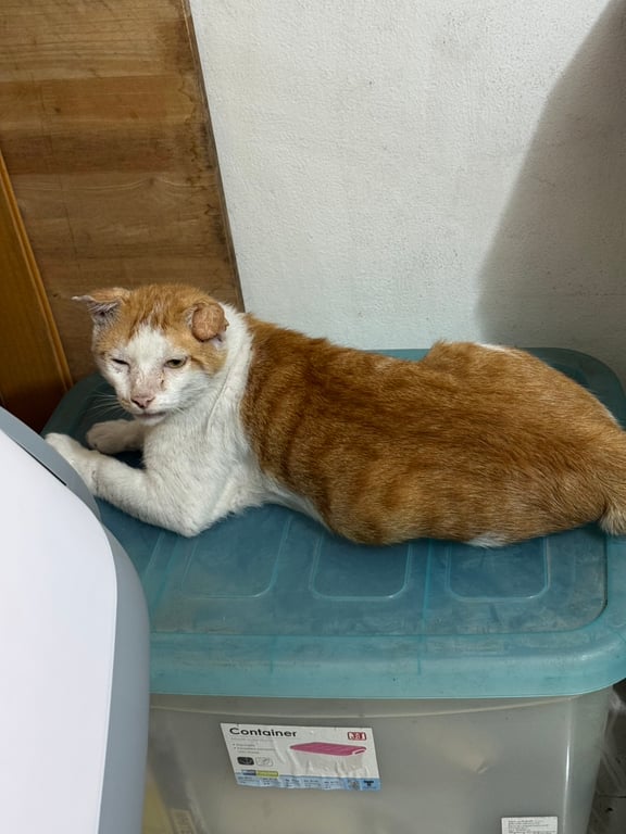 ส้ม