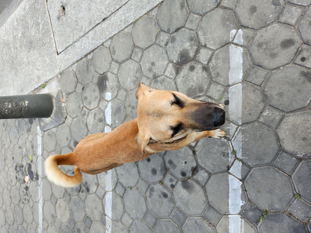 ตามหาเจ้าของหมา 