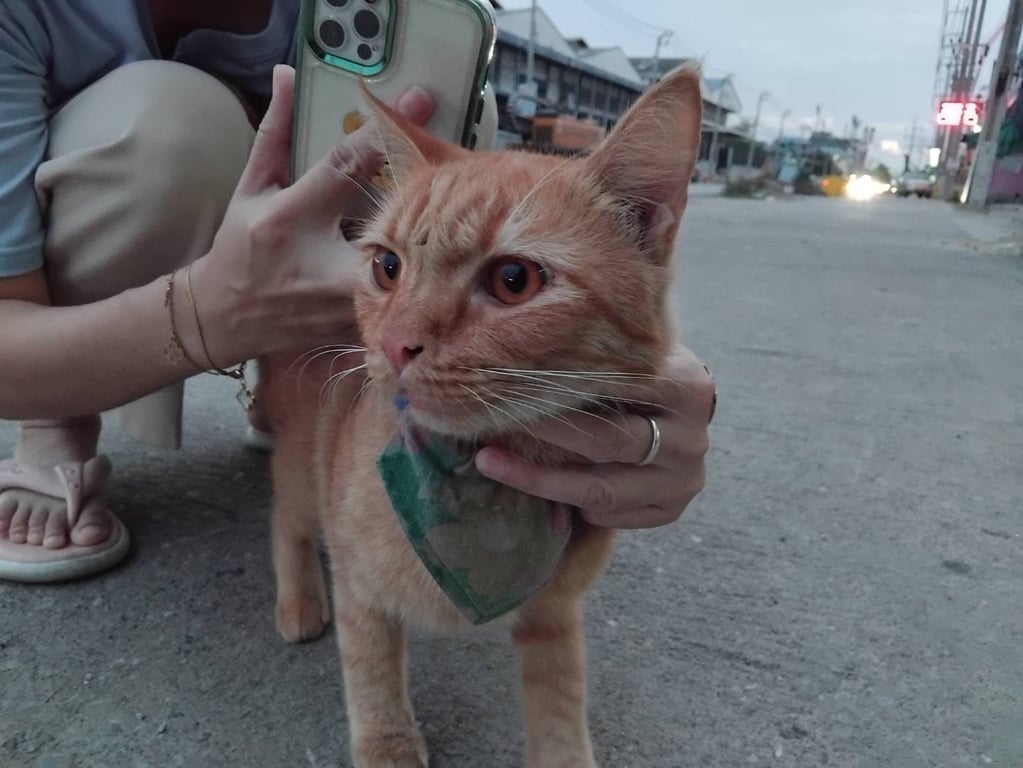 ตามหาเจ้าของแมว 