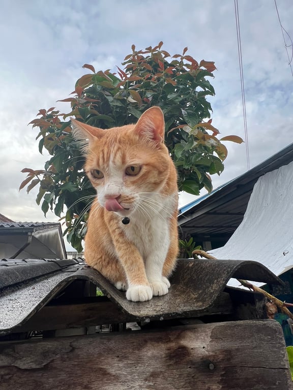 ทองดี