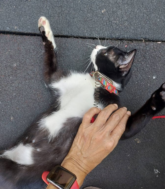 ตามหาเจ้าของแมว ตามหาเจ้าของแมว ตัวผู้ ยังไม่ทำหมัน สีดำ-ขาว ที่หน้าอกและที่มือทั้ง 4 ขาอายุประมาณ 6 เดือนมีปลอกคอ ขีดๆมีหลายสีคะ เจอแถวแฟลต 9 ห้วยขวาง ซ.ประชาสงเคราะห์ 34