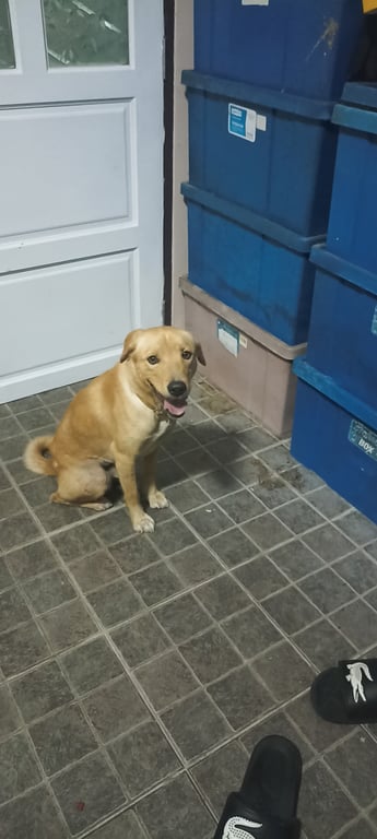 ตามหาเจ้าของหมา สุนัขมีขนาดกลาง เชื่อง เป็นมิตร ตาสีน้ำตาล พบเจอที่หมู่บ้านพนาสนธิ์ไพรเวทโอม